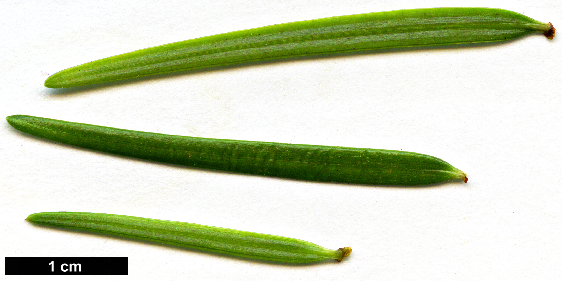 High resolution image: Family: Pinaceae - Genus: Pseudotsuga - Taxon: sinensis - SpeciesSub: var. wilsoniana